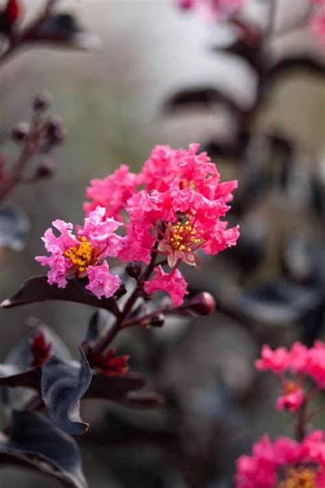 Celebrating the Seasons with Midnight Magic Crapemyrtle: Spring, Summer, Fall, and Winter